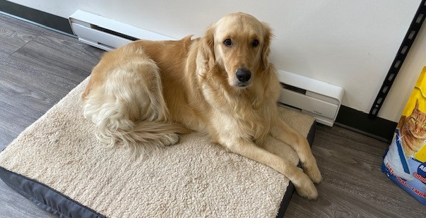 Gracie